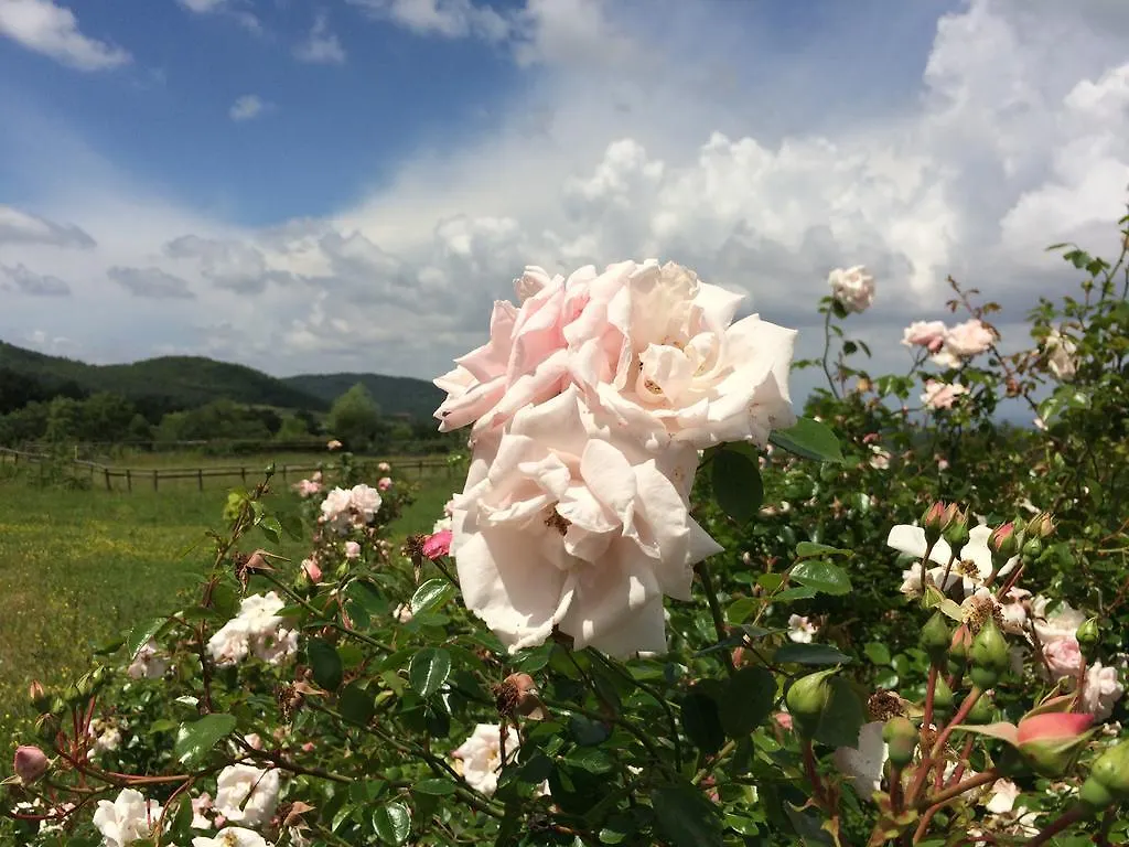 Agriturismo Palareta Montecatini Val di Cecina Çiftlik konaklama